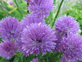 Featured is a photo of chives in flower.